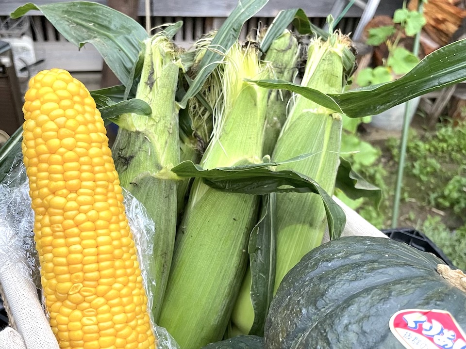 トウモロコシ、かぼちゃ