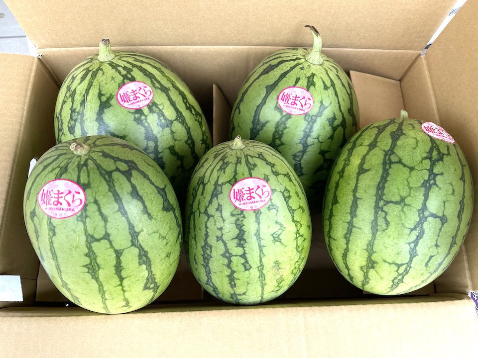 シャリ感が強い「姫まくら」スイカ