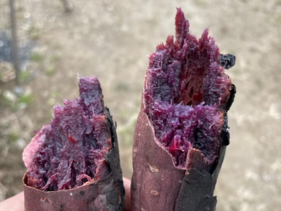 さつまいも（ふくむらさき）